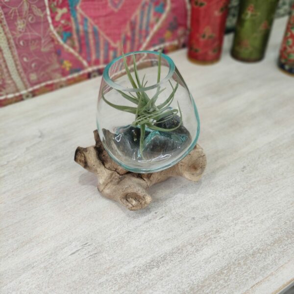 Vaso vetro e legno con pianta tillandsia